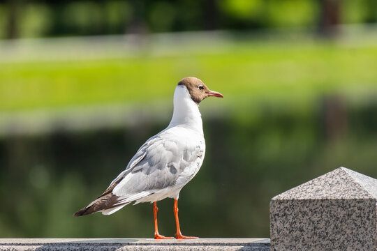Black Headed Gull perching over the water.