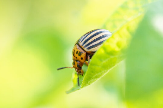 Leptinotarsa decemlineata, potato beetle on potato plants, insect - Powered by Adobe