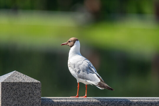 Black Headed Gull perching over the water