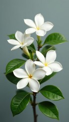 Fototapeta premium Blooming gardenia jasmine, delicate white blossoms and lush green leaves against a gray backdrop , photography, bloom, nature