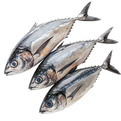 Fototapeta premium Three gleaming tuna fishes arranged diagonally, a culinary aquatic presentation isolated on transparent background