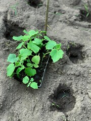 Planting cucumber seedlings in the ground, Ukrainian farming