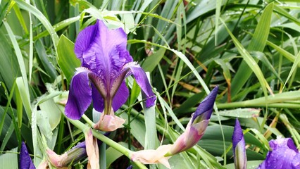 Schwertlilie mit Fr&uuml;hlingsgef&uuml;hlen