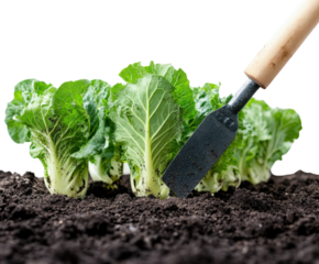 Cultivating fresh lettuce in rich soil garden vegetable growth organic isolated on transparent background