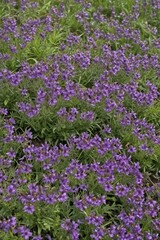 Carpet of vibrant violet Veronica prostrata blooms in May , violet flowers, bloom