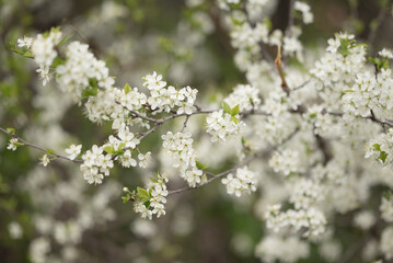 Close-up of beautiful white plum blossoms densely covering tree branches during spring. The delicate petals and fresh green leaves highlight the beauty and renewal of the season.