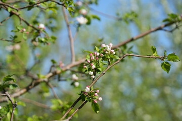 Close-up of apple blossom flowers. Soft white and pink petals in natural light convey a sense of spring, freshness, and natural beauty.