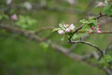 Close-up of apple blossom flowers. Soft white and pink petals in natural light convey a sense of spring, freshness, and natural beauty.