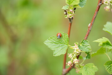 Close-up of a ladybug in its natural environment. 
A vibrant symbol of spring and luck — perfect for themes of ecology, life, and harmony.