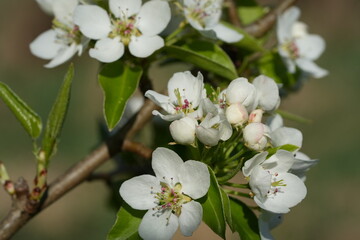 Close-up of blooming pear flowers. White petals and delicate stamens capture the essence of spring,...