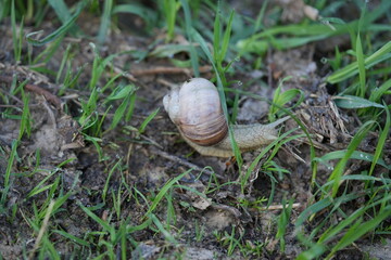 Roman snail (Helix pomatia) in its natural habitat. A close-up highlights the shell’s texture and gentle motion — perfect for themes of nature, calmness, and ecology.