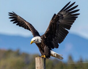Bald Eagle Spreading Wings on Rock