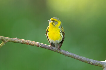 European serin, or simply the serin (Serinus serinus), is the smallest species of the family of finches (Fringillidae) and is closely related to the Atlantic canary.