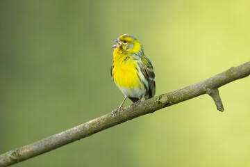 Fototapeta premium European serin, or simply the serin (Serinus serinus), is the smallest species of the family of finches (Fringillidae) and is closely related to the Atlantic canary.
