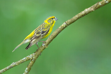 European serin, or simply the serin (Serinus serinus), is the smallest species of the family of finches (Fringillidae) and is closely related to the Atlantic canary.