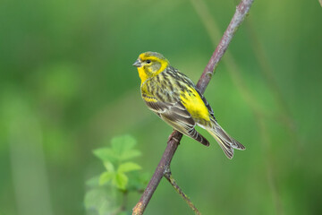 European serin, or simply the serin (Serinus serinus), is the smallest species of the family of finches (Fringillidae) and is closely related to the Atlantic canary.