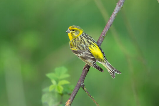European serin, or simply the serin (Serinus serinus), is the smallest species of the family of finches (Fringillidae) and is closely related to the Atlantic canary.