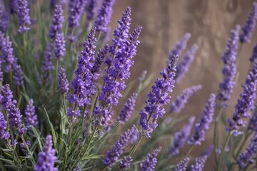 Obraz premium A fragrant bouquet of purple lavender blossoms , decoration, blossom, floral