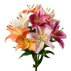 Fototapeta premium Beautiful Oriental Lily Bouquet with Elegant Bloom