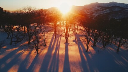Naklejka premium Winter sunrise over snowy forest