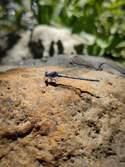 dragonfly on the rock