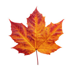 Obraz premium A vibrant maple leaf showcasing autumnal colors against a plain background. The leaf displays shades of orange, yellow, and red, with intricate veining