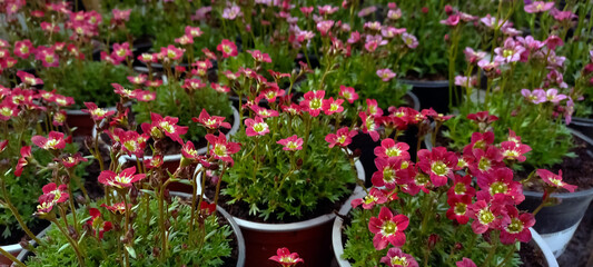 Close-up of blooming Saxifraga flowers with small pink petals and green centers, growing in pots at a garden center. The vibrant alpine flowers create a charming and colorful spring display.