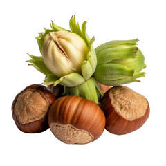 Fototapeta premium Fresh Hazelnuts in Shells and Husks Isolated on a transparent background