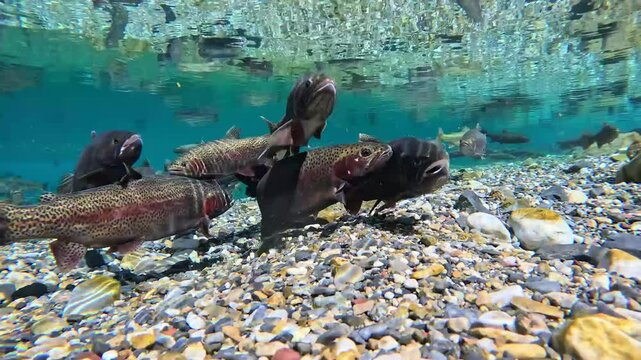 A vibrant look beneath the surface of a high-mountain lake in Montana, capturing rainbow trout spawning in crystal-clear water. The trout display vivid coloration as they fan gravel and pair up
