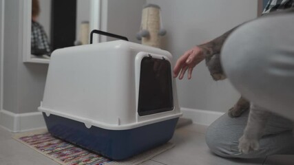 Grey cat refuses to enter a new enclosed litter box. A woman tries to convince the hesitant pet by guiding it and placing a euro inside. Indoor scene showing pet care and feline behavior. 