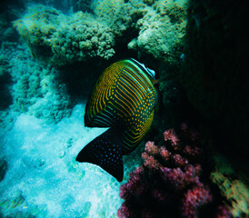 Tropical fish in the Red Sea. Egypt. Sharm El Sheikh.