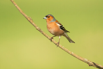 The Eurasian chaffinch, common chaffinch, or simply the chaffinch (Fringilla coelebs) is a common and widespread small passerine bird in the finch family. 