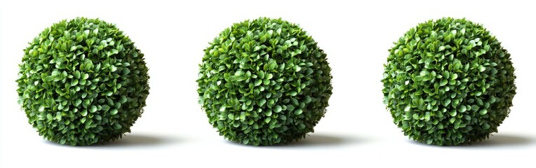 Decorative Green Ball Plants