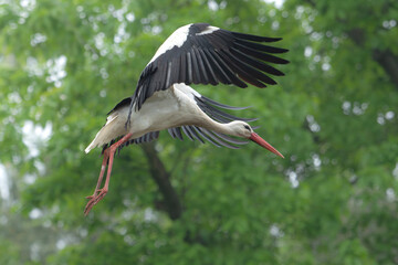 Bocian biały lecący na tle zieleni drzew