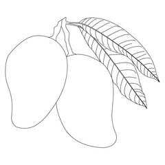Mango line art vector design. Mango outline illustration design.