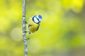 The Eurasian blue tit (Cyanistes caeruleus) is a small passerine bird in the tit family, Paridae.