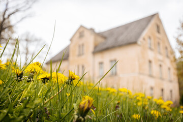 Bright yellow dandelions bloom in the foreground of a soft focus image of an old house, evoking a...