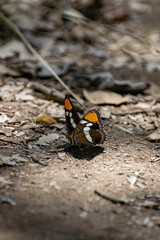 close up of a butterfly
