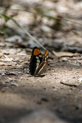 close up of a butterfly