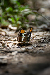 close up of a butterfly