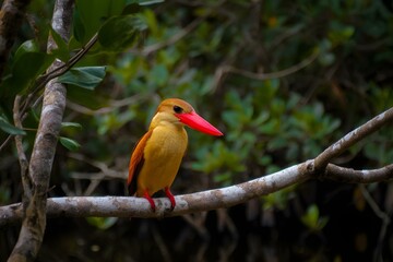 Stork-billed Kingfisher Perched Over Water in Soft Overcast Light
