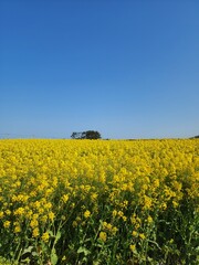 Yellow Flowers field