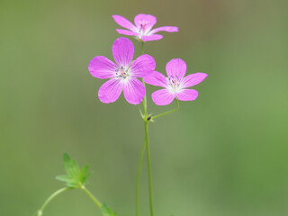 Fototapeta premium Pink flowers of marsh cranesbill plant on a meadow, Geranium palustre