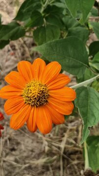sunflower flower nature