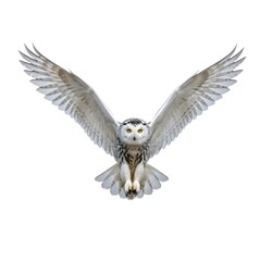 Fototapeta premium Snowy Owl in Mid-Flight Against white Background Showcasing Detailed Plumage 