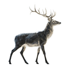 Graceful Profile of a Wild Deer with Elaborate Antlers