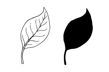 Linear sketch, doodle, silhouette of an autumn leaf. Vector graphics.