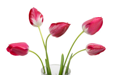 Bouquet of five dark pink fresh tulips in a vintage crystal vase on a transparent background.