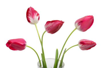 Bouquet of five dark pink fresh tulips in a vintage crystal vase on a transparent background.