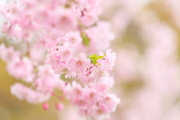 満開の八重紅枝垂れ桜のクローズアップ